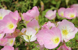 花開(kāi)荼蘼，讓鏡頭邂逅春天